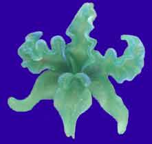 Picture of Dendrobiun Alexanerae Orchid Wax Carving