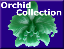 link to Orchid Collection Galler